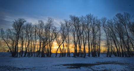 Trees covered with frost and crows over them. Winter sunset
