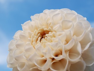 dalia biała na tle nieba © rarchitekt