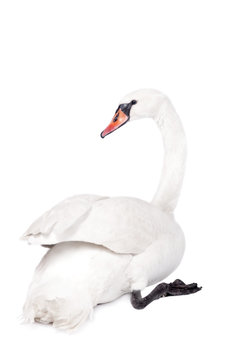 The mute swan, cygnus olor, on white