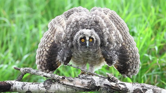Little bugaboo.Eared owl chick