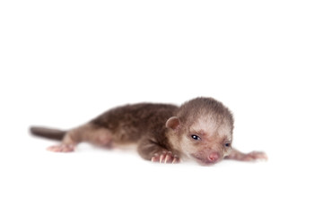 Kinkajou, Potos flavus, 1 mounth old baby on white