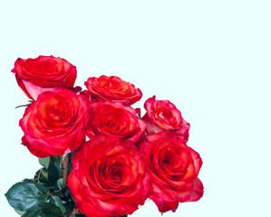 Bouquet of red roses on the white background