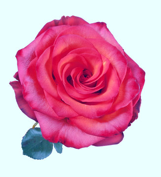 Beautiful red rose on the white background