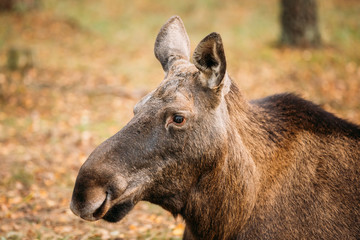Close up of head of wild female moose, elk