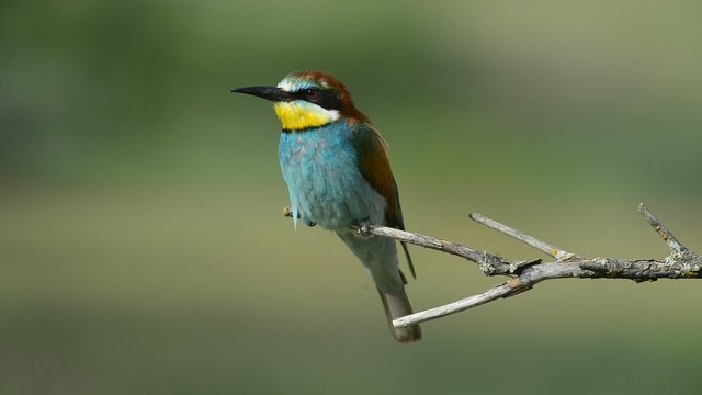 European bee-eater Merops apiaster sitting on the branch