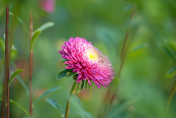 Obraz premium flower in the garden on a green background