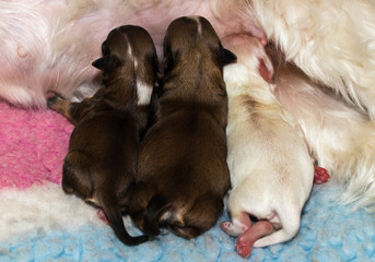 Welpen trinken bei Mutterh&uuml;ndin