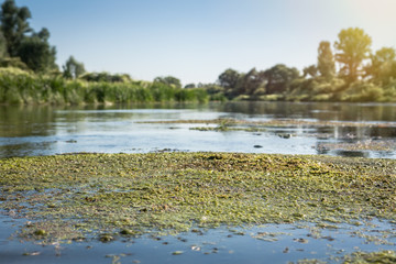 Beautiful river landscape at sunset with focus on foreground and copy space 