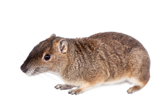 The rock cavy or moco, kerodon rupestris, on white