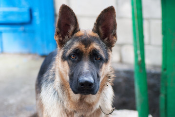 portrait rural Shepherd