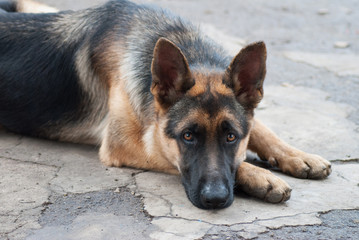 portrait rural Shepherd