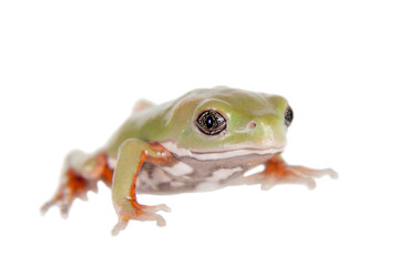 Waxy Monkey Leaf Frog on white background