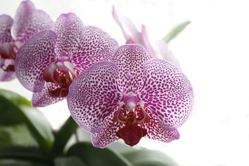 Orchid isolated 