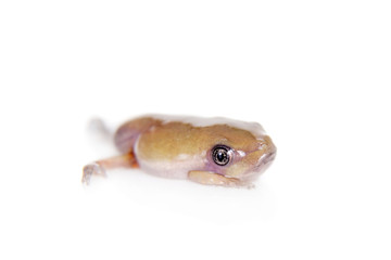 Waxy Monkey Leaf Frog on white background
