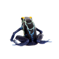 Robertus dyeing poison dart frog, Dendrobates tinctorius, on white 