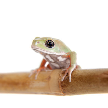 Waxy Monkey Leaf Frog on white background