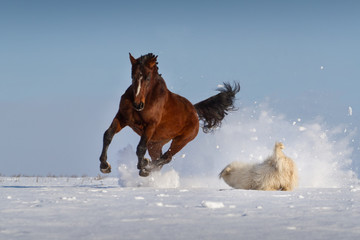 Horse run with dog in snow
