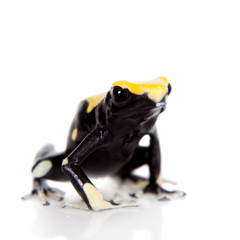 Yellow back dyeing poison dart frog, Dendrobates tinctorius, on white 