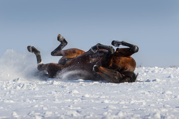 Horse lying in snow