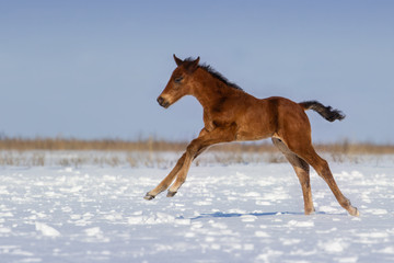 Fototapeta na wymiar Colt run gallop in snow field