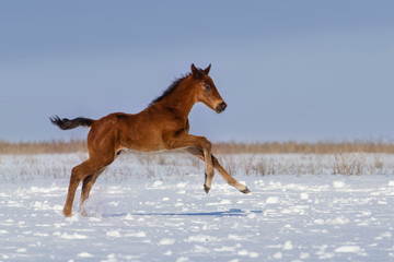 Colt run gallop in snow field