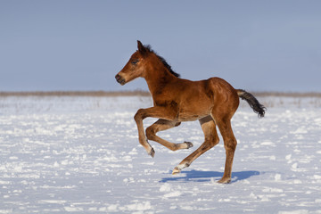 Colt run gallop in snow field