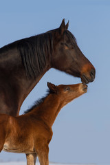 Mare with colt portrait at winter day