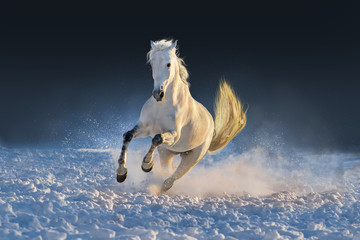 White horse run in snow at sunset