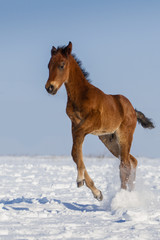 Colt run gallop in snow field
