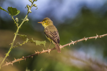 Orpheusspötter (Hippolais polyglotta)