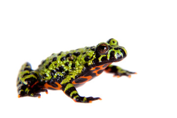 Oriental Fire-bellied Toad, Bombina orientalis, on white