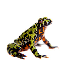 Oriental Fire-bellied Toad, Bombina orientalis, on white