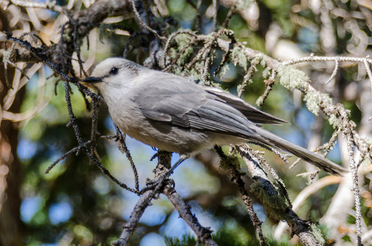 Clarks Nutcracker In Tree