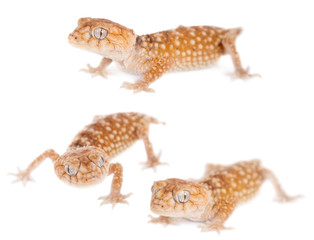 Rough Knob-tailed Gecko  isolated on white 