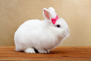 Cute white rabbit with pink bow