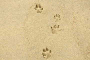 Fototapeta na wymiar dog steps an footprints