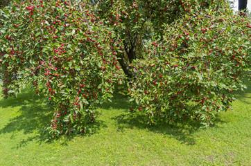 Fototapeta na wymiar Apple trees with ripe apples