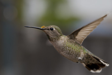 Plakat Hummingbird
