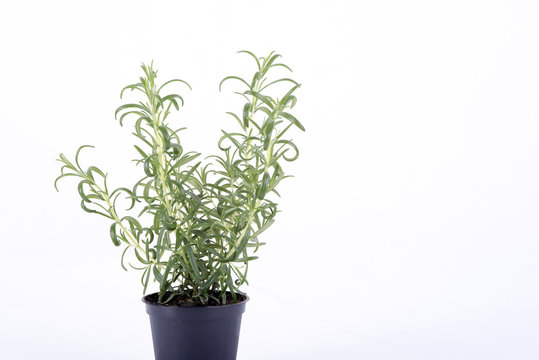rosemary on a white background
