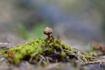 Mushroom in the forest. Magic in the forest.