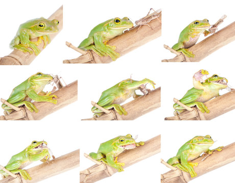 Giant Feae flying tree frog isolated on white
