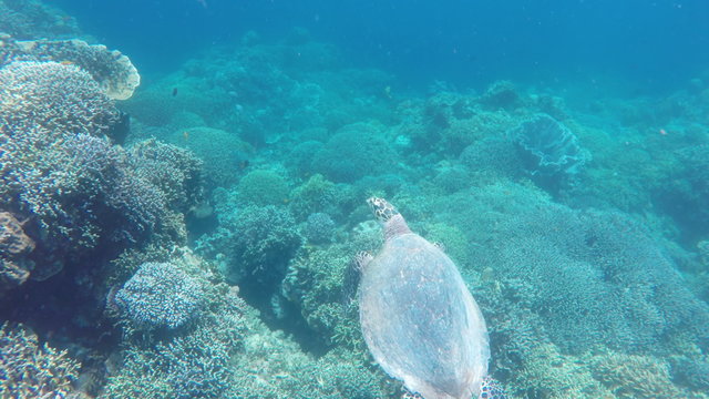 Sea turtle swimming by coral reef.Diving and snorkeling in the tropical sea.Travel concept,Adventure concept.4K video,ultra HD.