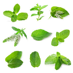 Obraz na płótnie Canvas Collage with set of fresh mint, isolated on white