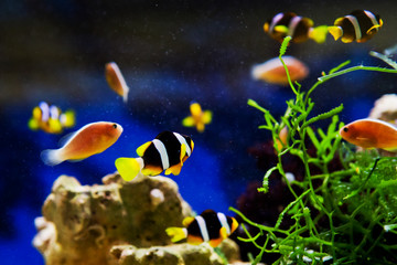 Fototapeta na wymiar Small anemonefish in the aquarium