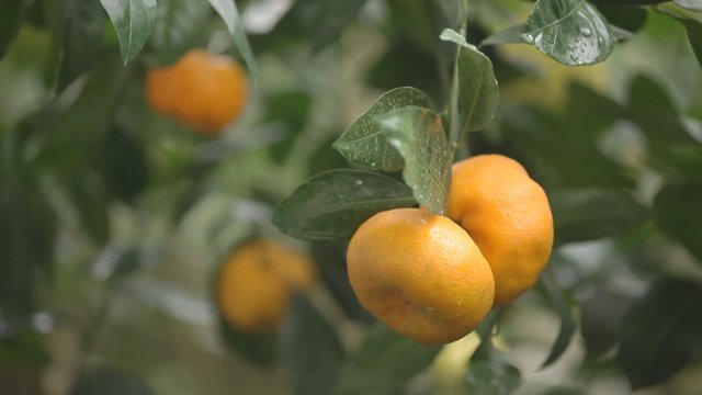 Mandarin on the tree