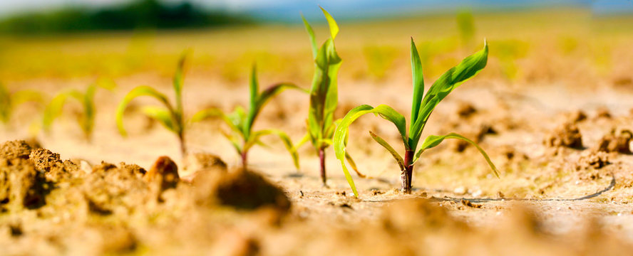 plantules de mais stade 4 feuilles
