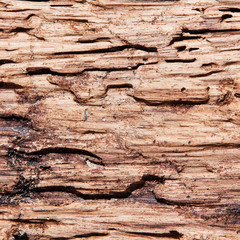 Closeup of texture of termite damaged wood