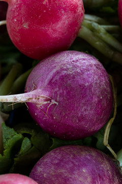 fresh raw organic radish