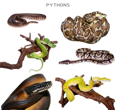 Pythons set on white
