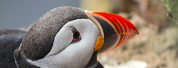 Puffin in Latrabjarg Cliff, Westfjords, Iceland © forcdan